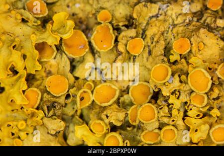 yellow cup lichen on branch Stock Photo