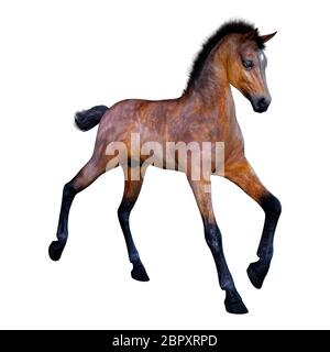 3D rendering of a bay horse foal isolated on white background Stock Photo