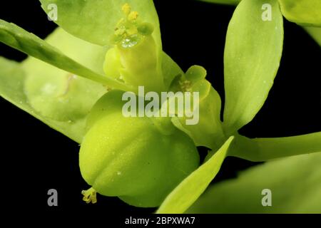 Sun Spurge (Euphorbia helioscopia). Cyathia Closeup Stock Photo