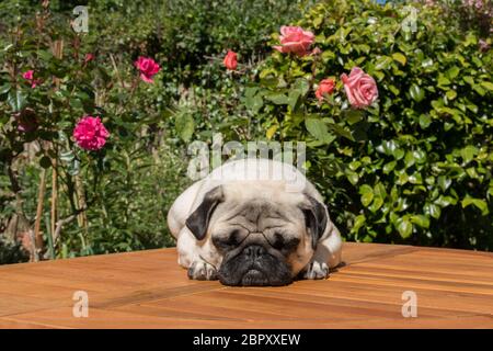 Wadebridge, Cornwall, UK. 20th May 2020. UK Weather. Dennis the Pug out in his back garden early this morning making the most of the sunshine before it gets too hot. It is forecast to be the hottest day of the year so far in the UK.  Credit Simon Maycock / Alamy Live News. Stock Photo