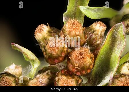 Marsh Cudweed (Gnaphalium uliginosum). Flowering Capitula Closeup Stock Photo