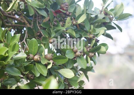 Small growing Guavas on Guava tree Stock Photo