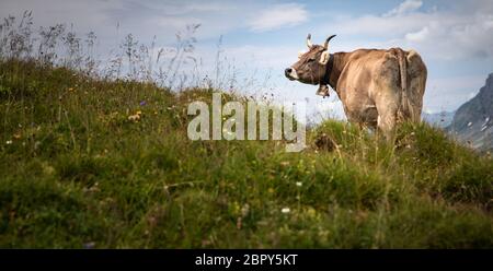 Brown mountain cows grazing on an alpine pasture in the Bernese Alps in summer. Grindelwald, Jungfrau region, Bernese Oberland, Switzerland Stock Photo