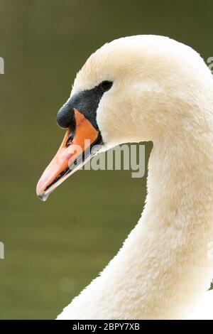 swan and signets close up Stock Photo