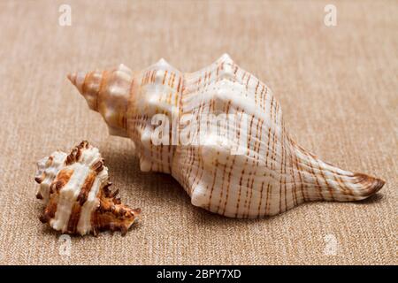 big and small sea shells on beige textile background Stock Photo