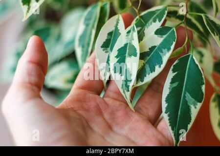 Close-up view of ficus benjamina leaves in hand, selective focus Stock Photo