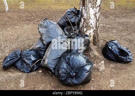A pile of black plastic bags with garbage on the street near a birch tree Stock Photo