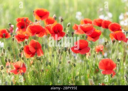 Poppies growing amongst the crops and bathed in evening sunlight at West Pentire Cornwall Stock Photo