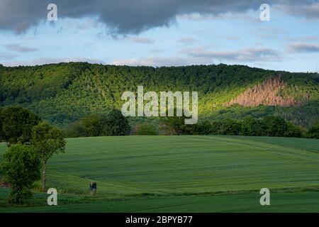 light rays on forest infront green cornfiled and thunderstorm clouds Stock Photo