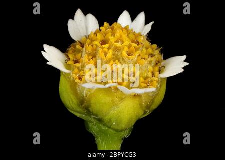 Gallant Soldier (Galinsoga parviflora). Flowering Capitulum Closeup