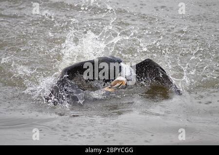 Big cormorant fighting with mullet during his fishing activity. Douro river, north of Portugal. Stock Photo