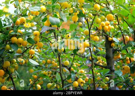 Cherry plums is hanging at tree branch in orchard. Organic ripe yellow сherry plums, autumn harvesting. Stock Photo
