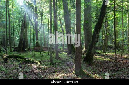 Misty deciduous stand rain after with old hornbeam trees in foreground,Bialowieza Forest,Poland,Europe Stock Photo