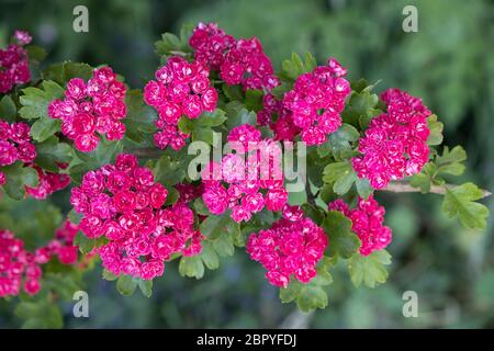 The pinkish-red blossom of the Midland hawthorn (Crataegus laevigata) in flower in mid-May, Herefordshire, UK Stock Photo