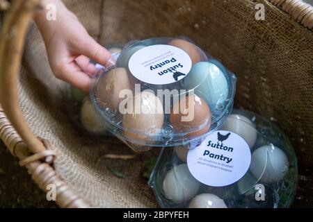 Lucy Broughton, from Retford, with her rescued battery hens eggs which she is selling to raise money for Bluebell Wood Children's Hospice in Rotherham. The nine year-old, rescued the hens just before lockdown so she could initially give out the eggs for free to people stuck in self-isolation. Stock Photo