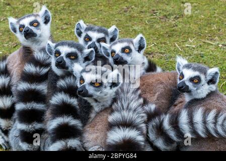 lemurs,blackpool zoo,blackpool,lancashire,england,uk,europe Stock Photo