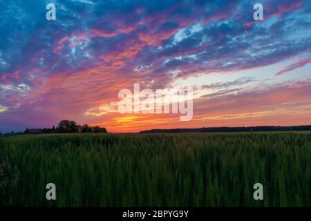 Sunset over the wheat field on the village edge Stock Photo
