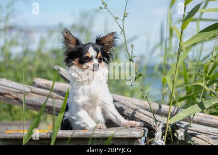 chihuahua on an old blue fishing boat  in the wilderness Stock Photo