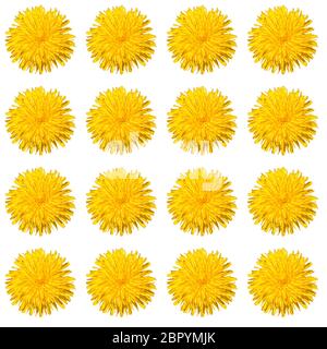 seamless pattern of dandelion flowers. isolate on white background Stock Photo