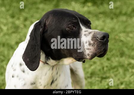 Animal portrait of black and white dog on green background. Stock Photo