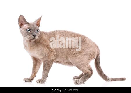 Portrait gray devon rex cat on white background Stock Photo