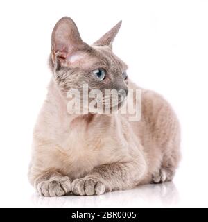 Lying devon rex cat. looking away. isolated on white background Stock Photo