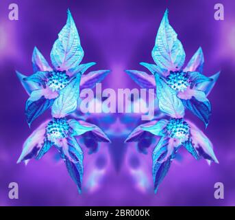 Neon glowing blue leaves on a blurred purple background. Artistic fluorescent douton floral mirror pattern. Digital art with symmetry filter effect, p Stock Photo