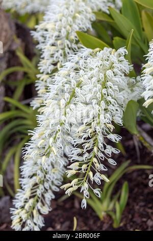 Dendrobium speciosum group of small white flowers in bloom, orchid flowers Stock Photo