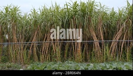 Fresh Sugar cane farm Stock Photo