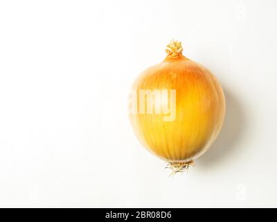 A single brown onion isolated on a white background with copy space Stock Photo