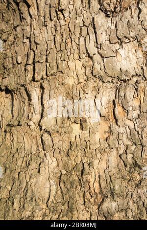 Closeup of the knobbly tree bark of the American Sycamore Tree Stock Photo