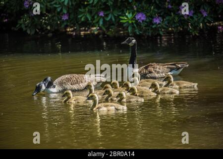 Hertfordshire, UK. 20 May, 2020. Unlucky for some, a pair of Canada geese with thirteen goslings swimming in the lake at Potters Bar park, Hertfordshire. David Rowe/Alamy Live News Stock Photo