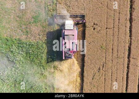 Cleaning wheat harvester. Ripe wheat harvester mowed and straw easily sprayed behind him. Top view. Stock Photo