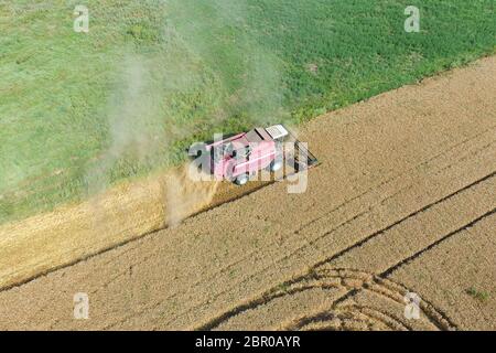 Cleaning wheat harvester. Ripe wheat harvester mowed and straw easily sprayed behind him. Top view. Stock Photo