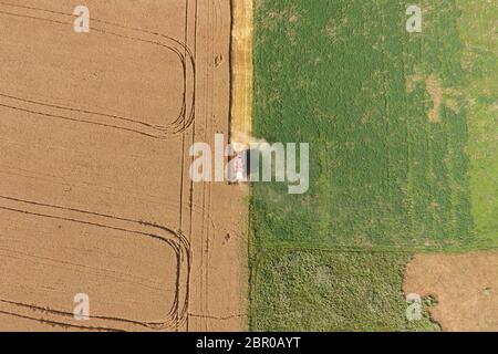 Cleaning wheat harvester. Ripe wheat harvester mowed and straw easily sprayed behind him. Top view. Stock Photo