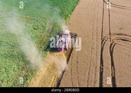 Cleaning wheat harvester. Ripe wheat harvester mowed and straw easily sprayed behind him. Top view. Stock Photo