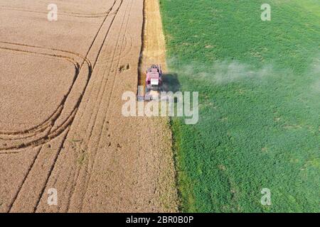 Cleaning wheat harvester. Ripe wheat harvester mowed and straw easily sprayed behind him. Top view. Stock Photo