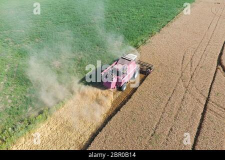 Cleaning wheat harvester. Ripe wheat harvester mowed and straw easily sprayed behind him. Top view. Stock Photo