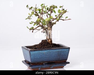 A Bonsai Tree in a Blue Japanese Chinese Pot on a White Background Stock Photo