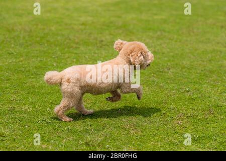Dog poodle run in the park Stock Photo