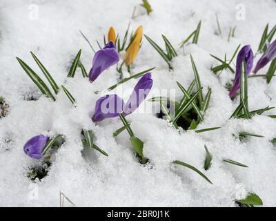 Crocus purple spring flowers under white snow Stock Photo