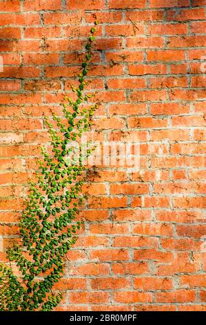 A brick wall with plants climbing up Stock Photo
