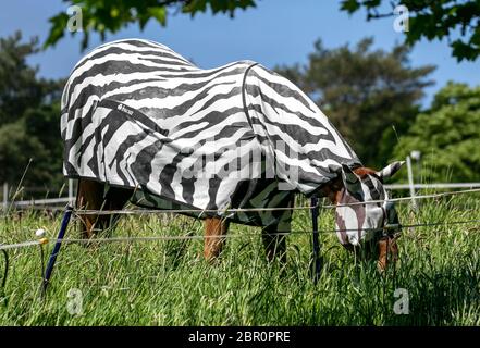 Horse wearing lightweight Zebra patterned Horse Fly Rug, fly rugs, horse summer turnout sheets, sunburn rugs, sweet-itch rugs, bug rugs and sheets. Combo Turnout With Belly Strap Zebra. A Full Neck Zebra rug provides protection of the body and neck of the horse in hot weather and helps to prevent pink-skinned horses from becoming sunburnt. Flies find zebra stripes confusing and don't like to land on striped surfaces and so animal print fly rugs are becoming increasingly popular. Stock Photo