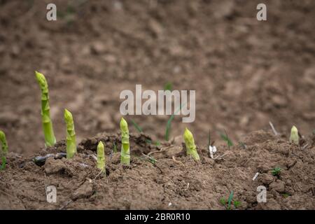 young green asparagus shoots on the field
