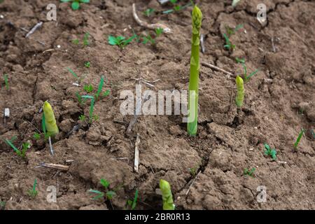 young shoots of asparagus grow on the field