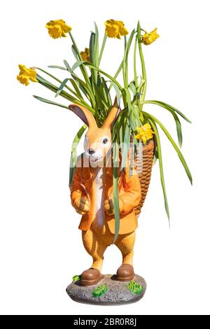 Easter bunny isolated. Close-up of an easter bunny with a basket in which blooming yellow daffodils are isolated on a white background. Happy easter d Stock Photo