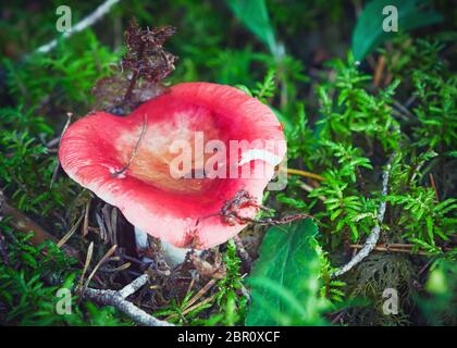 Wild red mushroom close-up in the morning forest  - Russula Emetica, commonly known as the Vomiting Russula or Sickener. Selective focus, blurred back Stock Photo