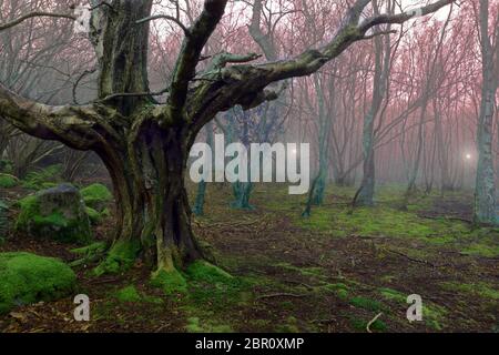 This fantasy, spooky wood image is based on an apparently unnamed birch wood close to Tal-y-Cae (Tregarth) in the foothills of Snowdonia. Stock Photo