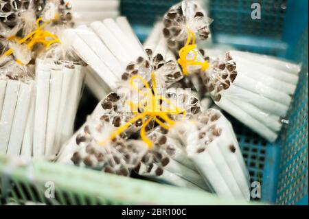 Cigarettes on sale at a market. Siem Reap, Cambodia, Southeast Asia Stock Photo