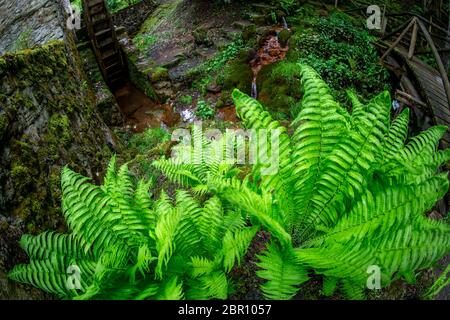 Ferns, stream, wooden bridge and old water mill in the beautiful forest park in Latvia. Shot with fisheye lens. Stock Photo